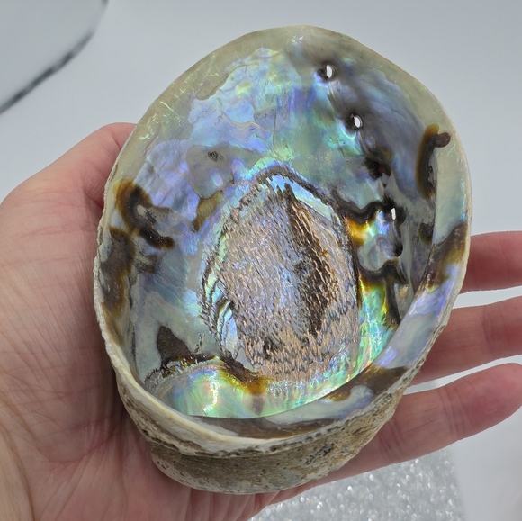 Rainbow Abalone Shell Smudging Bowl Incense Holder & Crystal Trinket Bowl - Picture 5 of 7